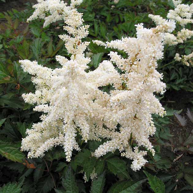 Astilbe